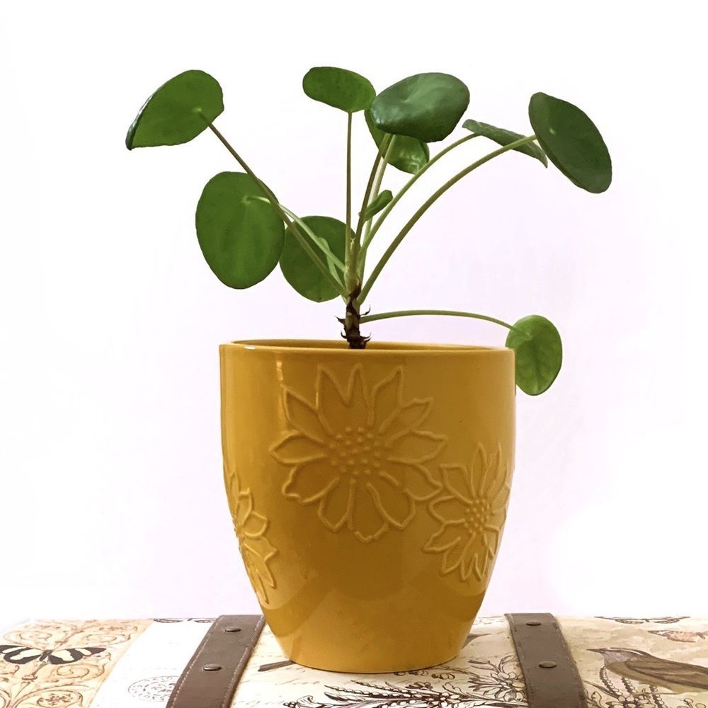 Earthenware Sunflower Plant Pot
